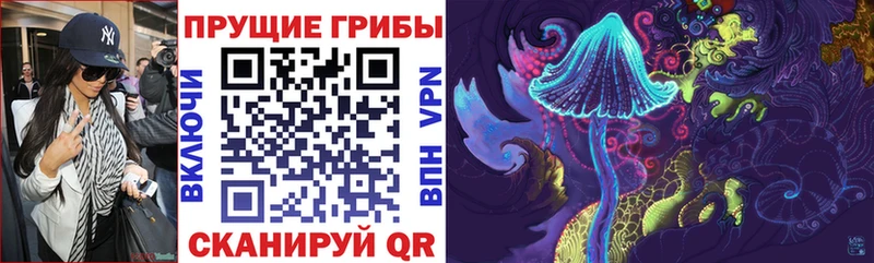 Купить где Родники Псилоцибиновые грибы Cubensis